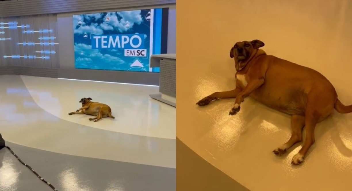 Vídeo: cachorrinha 'invade' estúdio de telejornal para descansar