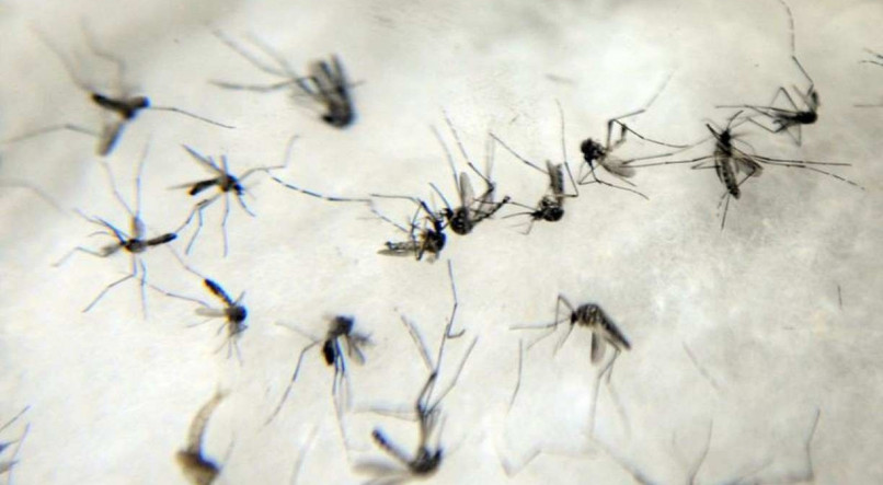 ALERTA Pernambuco acumula 40.326 registros de pessoas que adoeceram com sintomas da dengue. Desse total, 3.636 casos já foram confirmados