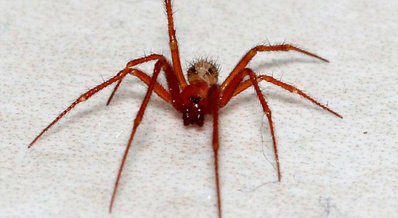 Aranhas preferem locais fechados, com pouca luminosidade e com presença de insetos, seu alimento favorito