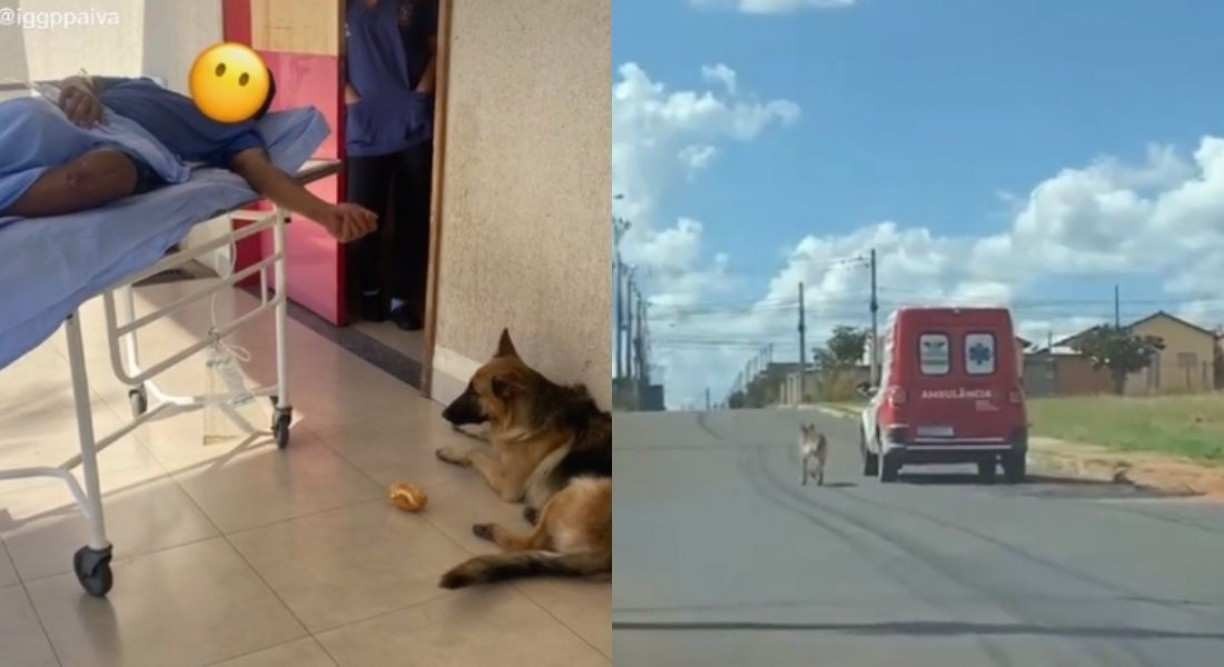 VÍDEO: Cachorro segue tutor até unidade de saúde, espera atendimento e o acompanha na volta para casa