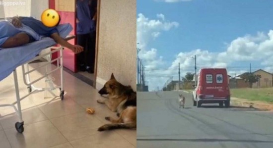 ein Hund, der dem Lehrer zur Gesundheitsstation folgt und ihn auf dem Heimweg begleitet;  Video schauen