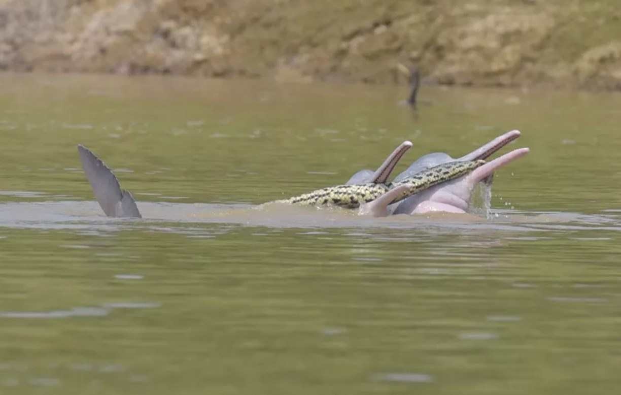 Botos 'brincam' com anaconda em rio na Bolívia. Veja fotos