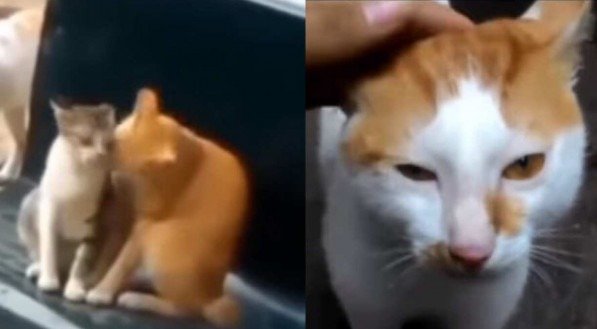 Reprodução/ Redes sociais 