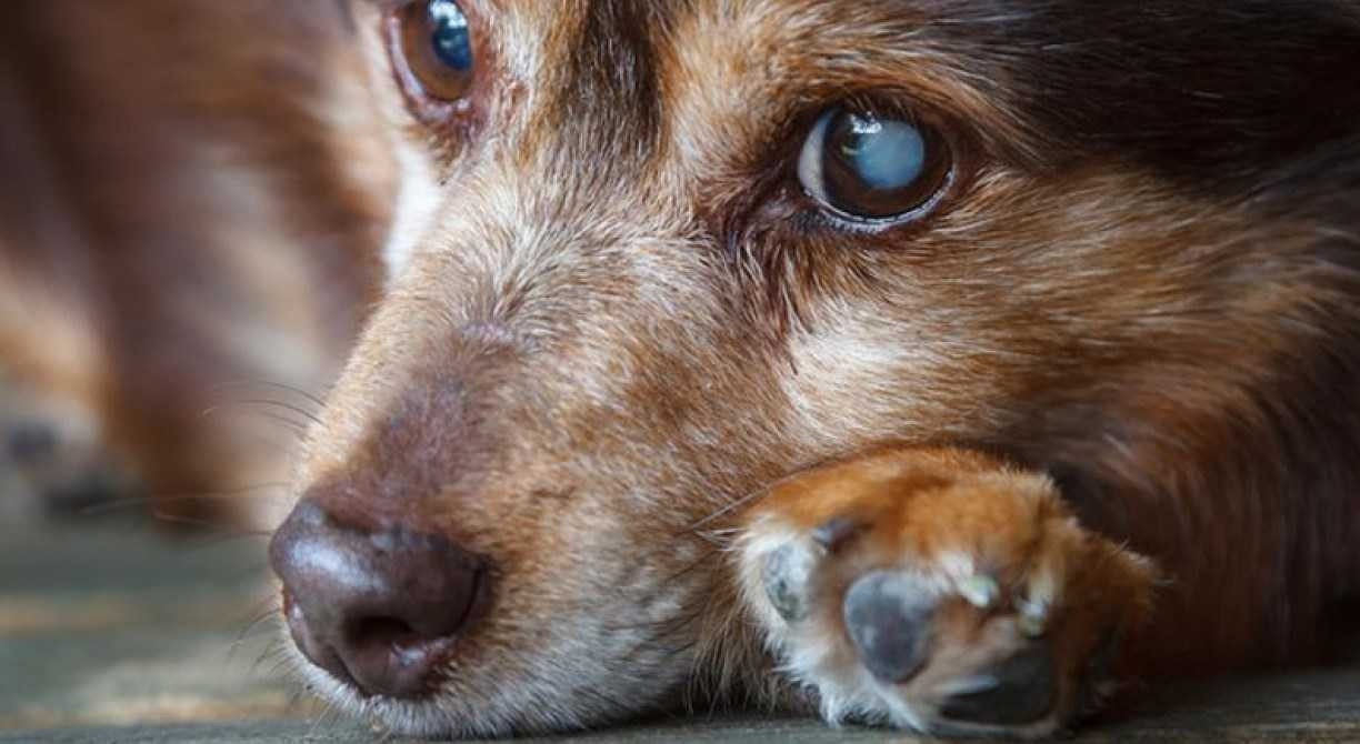 FRIO: saiba como proteger seu cachorro da gripe canina