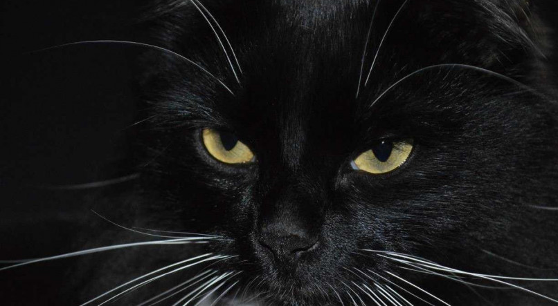 Gato preto é associado ao azar 