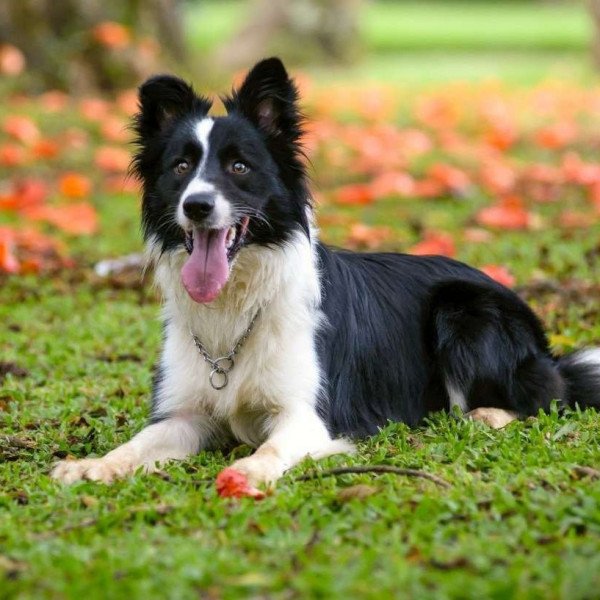 5 VANTAGENS e DESVANTAGENS de adotar um BORDER COLLIE 🐶✓ 