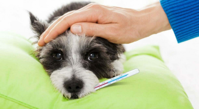 Gripe canina pode afetar Pets em tempos de frio