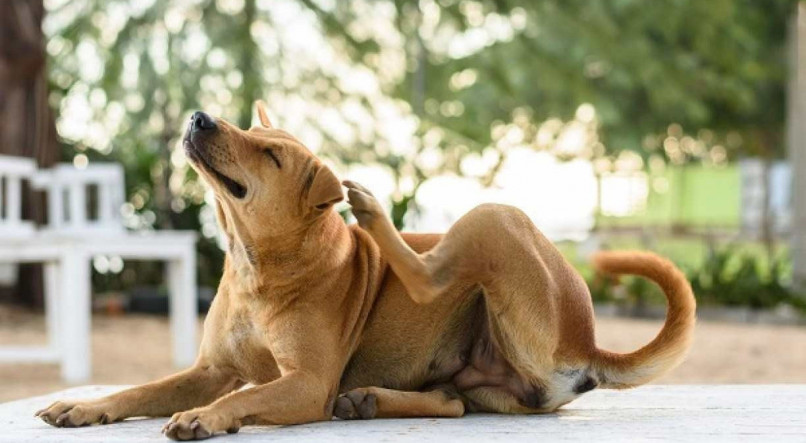 Saiba o que pode causar sarna em cachorros e como prevenir seu pet