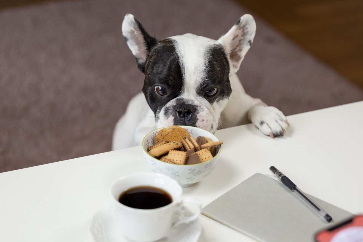 Veja 4 comidas que seu cachorro não pode comer de jeito nenhum; atenção para a terceira