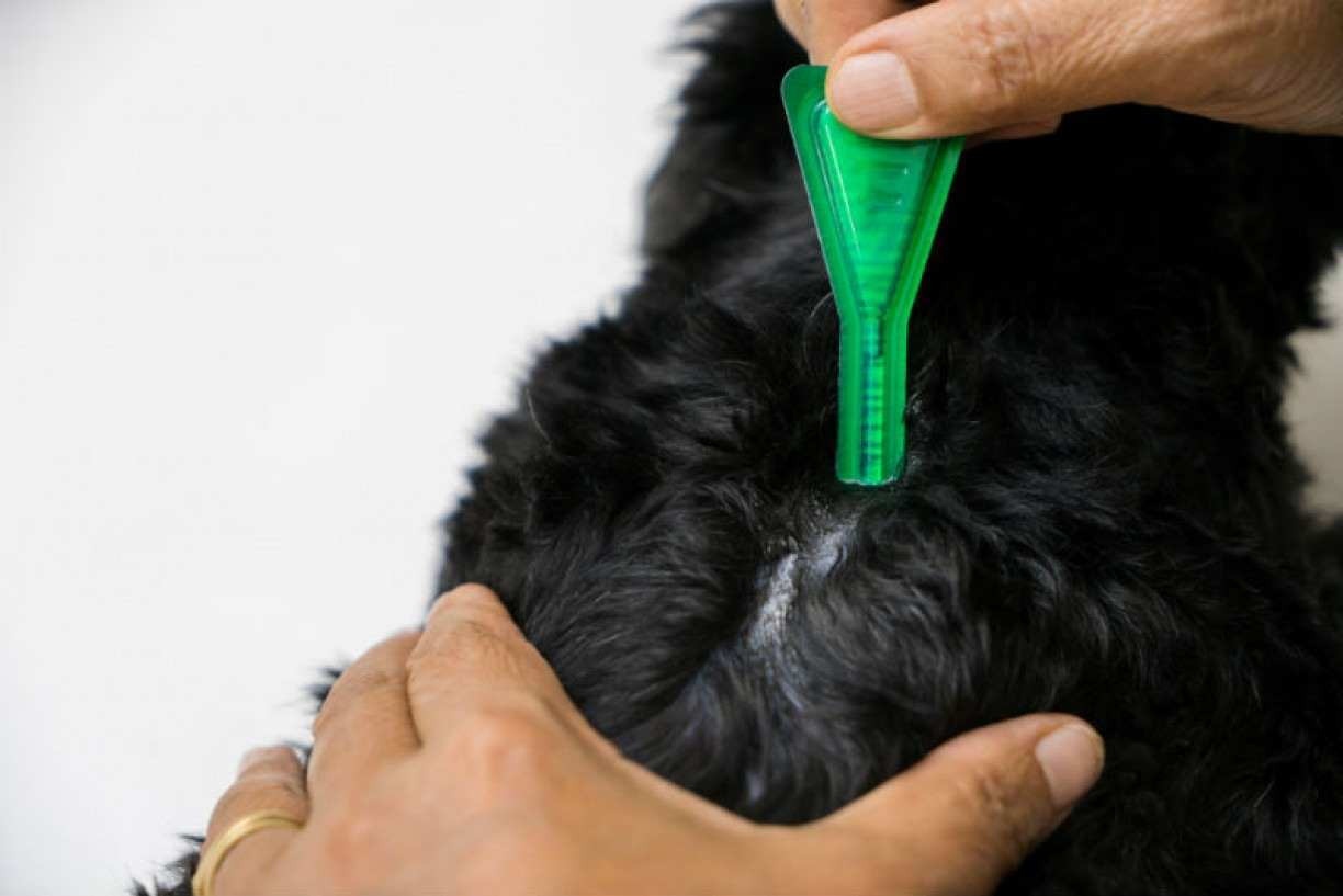 Pets: Veja dicas do que fazer para tratar as pulgas do seu Pet