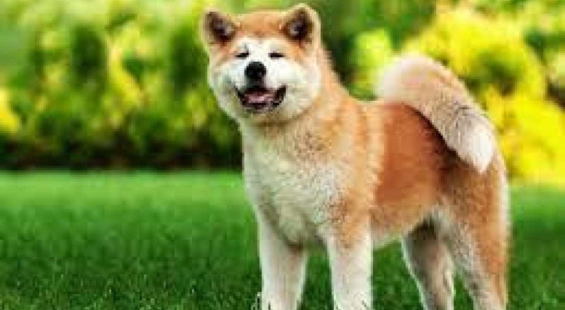 Cachorro da raça Akita
