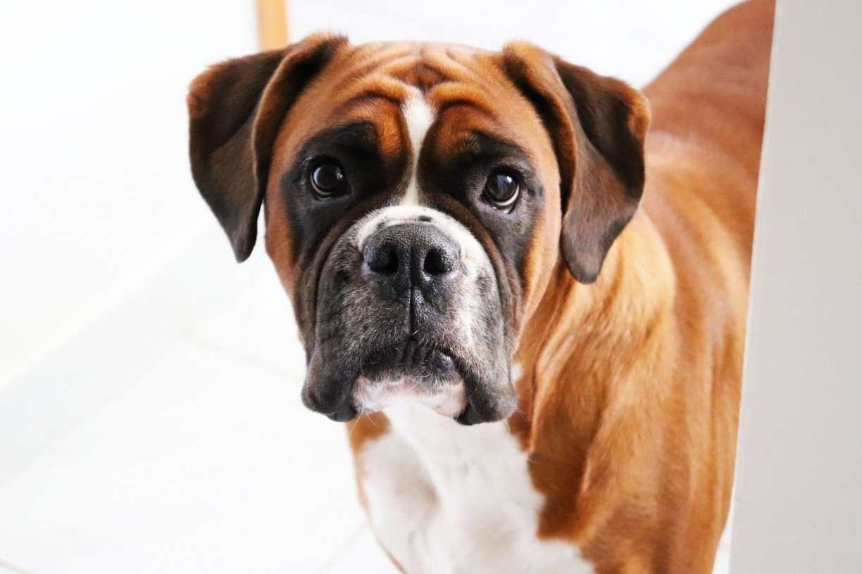  Pets: veja lista com as raças de cães mais protetores do mundo 