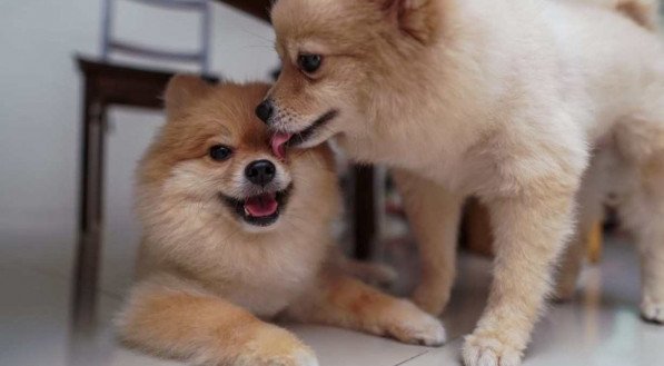 Adoro Pets