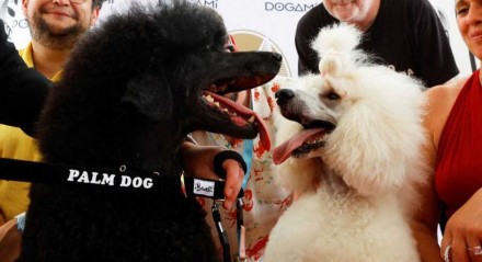 Premiação para cães em Cannes