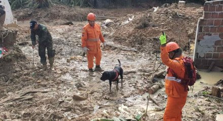 Cães farejadores colaboram nas buscas das vítimas de deslizamento de barreira no Curado IV, em Jaboatão dos Guararapes