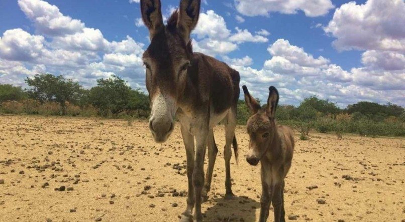 Jumentos ou Jegues - Jumentos ou Jegues - mais de 1,2 mil mortos por semana no Brasil