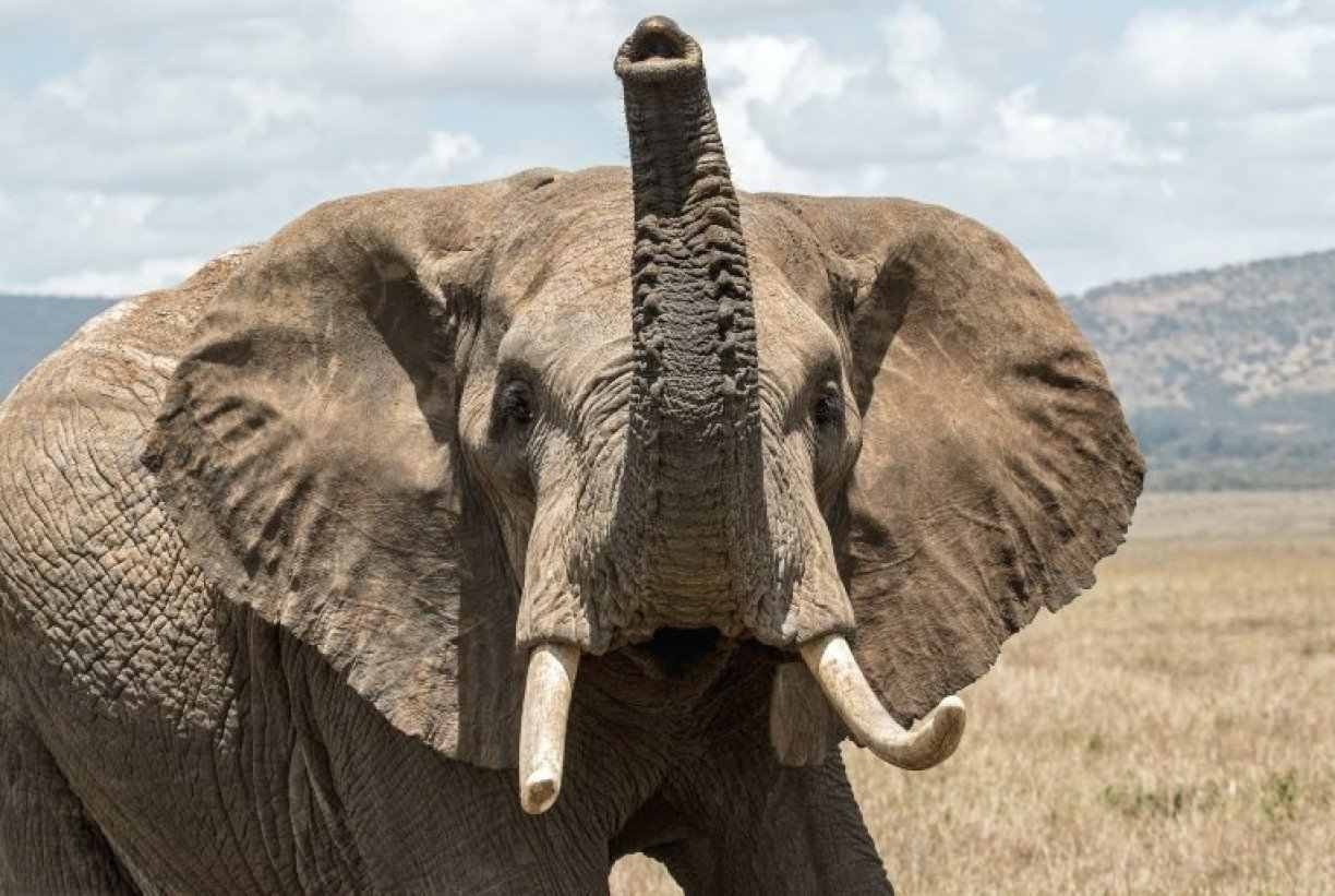 Após matar e voltar para pisotear cadáver de idosa, elefante teria chamado manada para destruir o vilarejo da vítima; veja fotos   