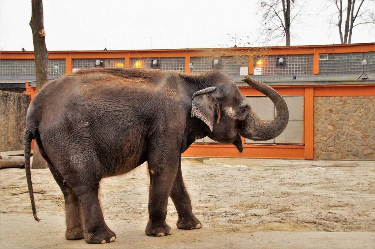 Elefante mata idosa de 70 anos, reaparece no funeral e tenta pisotear o cadáver 