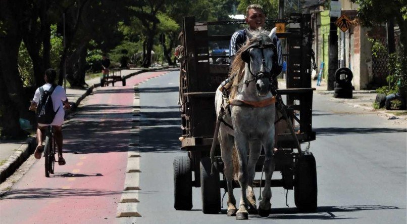 Proibição da tração animal nunca vingou na cidade. Carroceiros alegam que esse é o único modo de sobrevivência que encontram