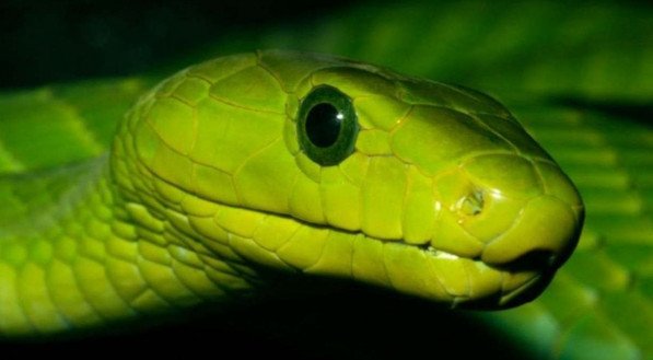 Descubra qual o significado bíblico de sonhar com cobra