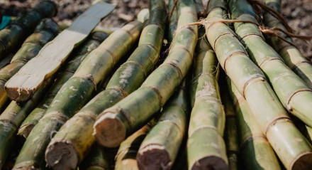 Energias Sustentáveis: uso de biomassa - como casca de arroz e palha da cana-de-açúcar - vem ganhando espaço no Brasil nos últimos 30 anos