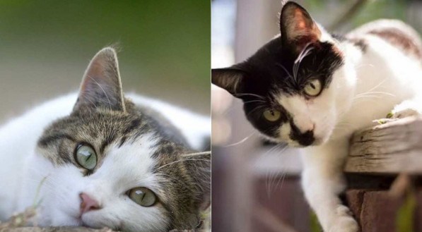 No Dia Mundial do Gato, assista aos vídeos mais populares do  -  Trends