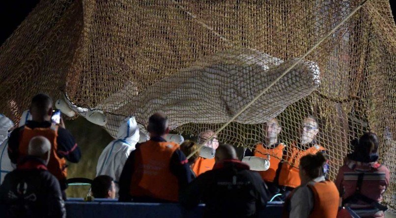 Ainda n&atilde;o se sabe como animal chegou ao Rio Sena, pois as belugas t&ecirc;m por habitat as &aacute;guas frias do &Aacute;rtico