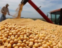 Confira as expectativas de exportação e produção de soja. 