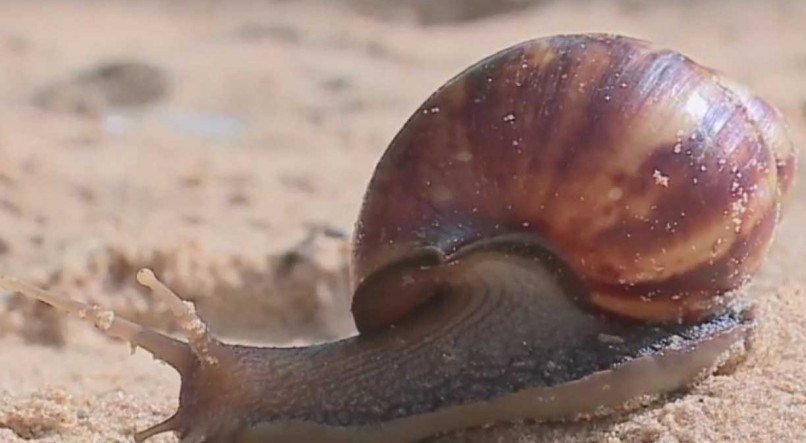 O caramujo-gigante-africano é um animal sem predador natural, que libera de 200 a 500 ovos de uma só vez e transmite doenças