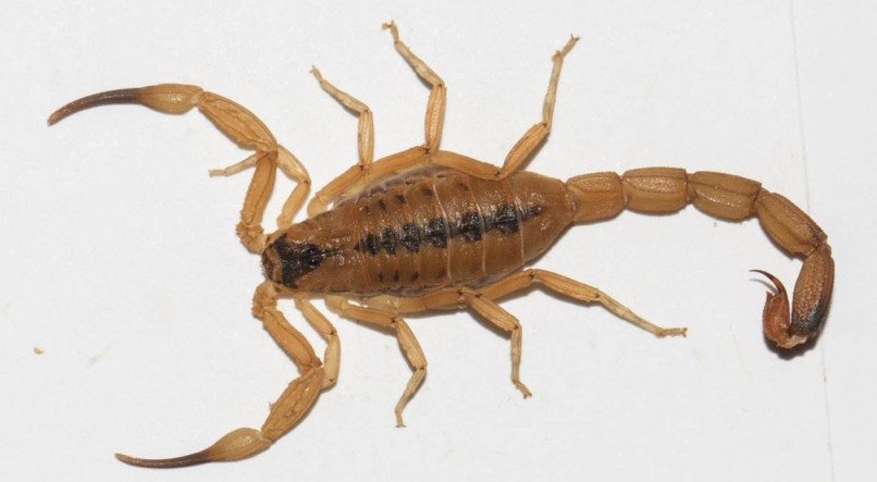 Tityus stigmurus (Escorpião Amarelo do Nordeste); confira dicas para evitar a picada do escorpião