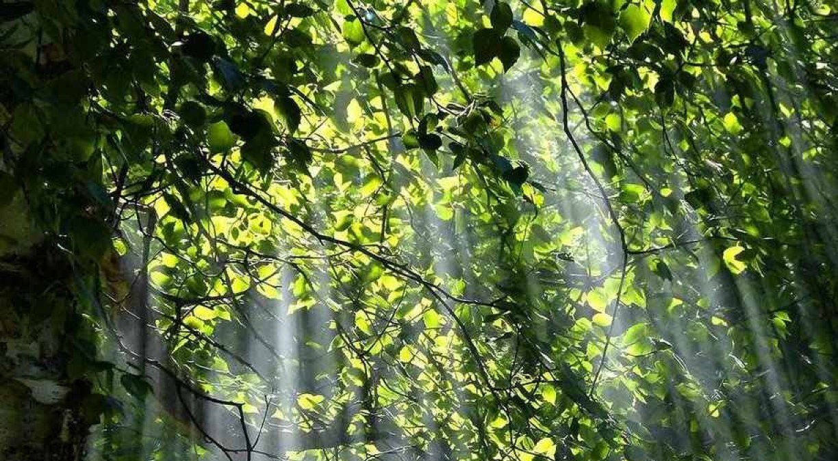 Biólogos estudam todas as formas de vida na Terra