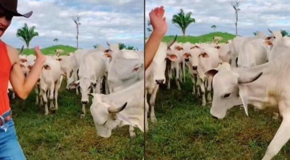 Reprodução/ TikTok.
