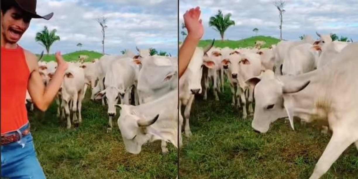 filme das vacas na fazenda｜Pesquisa do TikTok