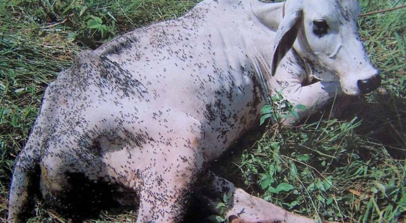 Mosca-dos-estábulos se alimenta do sangue do gado e pode dar até 40 picadas no animal por minuto 