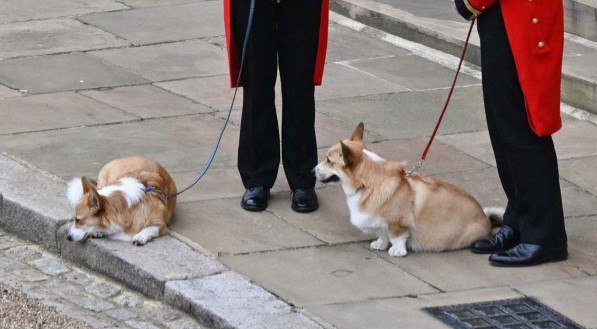 Cachorros da rainha Elizabeth