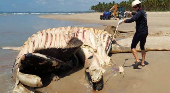 Baleia Jubarte é encontrada morta em praia do Grande Recife 