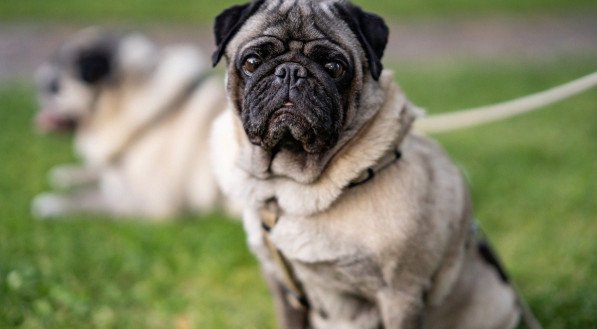 Pug