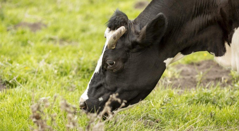 O Brasil &eacute; o maior exportador de carne bovina a n&iacute;vel global, especialmente para a China