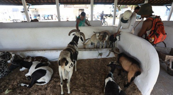 Couro de bode: em breve para o rol de produtos aplicados na tecnologia de vestíveis eletrônicos, gerando energia e sendo incorporado em sensores portáteis