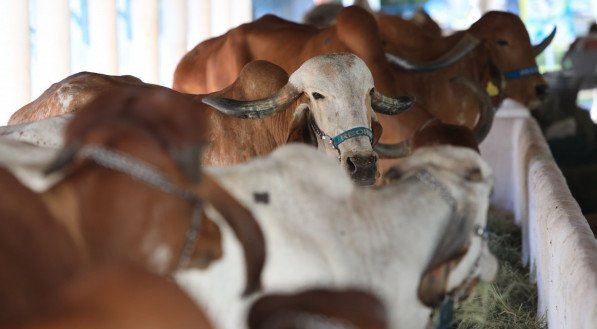 Preparativos finais para a Exposição de Animais no Parque do Cordeiro. Animais - Boi - Bode