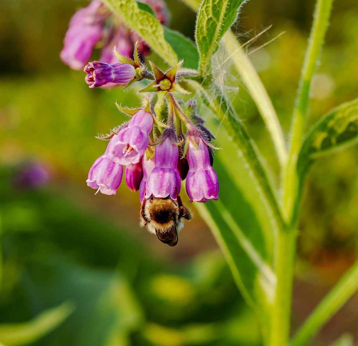 Cataplasma de confrei Pixabay