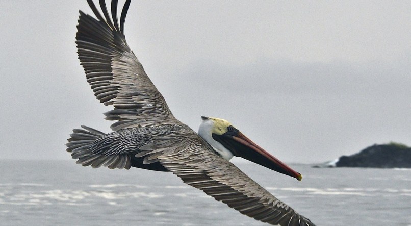 Doen&ccedil;a tamb&eacute;m atinge animais da Venezuela, como pelicanos