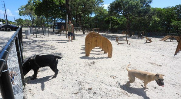 Cerca de 56% (78) das participantes com pets possu&iacute;am cachorros e apenas 33% (46) tinham gatos