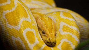 cobra