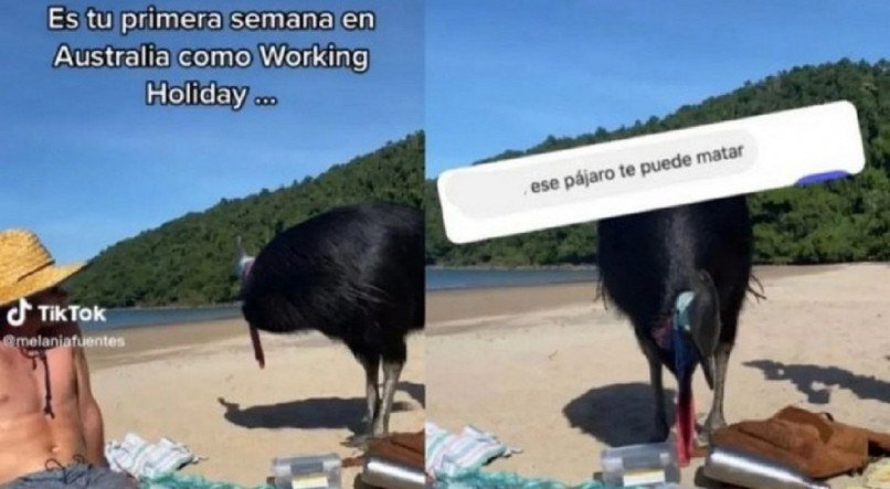 Ave casuar na Austrália
