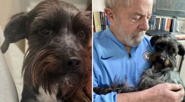 Conheça Resistência, a cadelinha de Lula que participará da cerimônia de Posse em Brasília