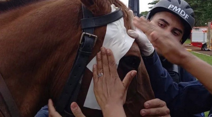 Cavalo precisou receber atendimentos médicos e teve parte enfaixada