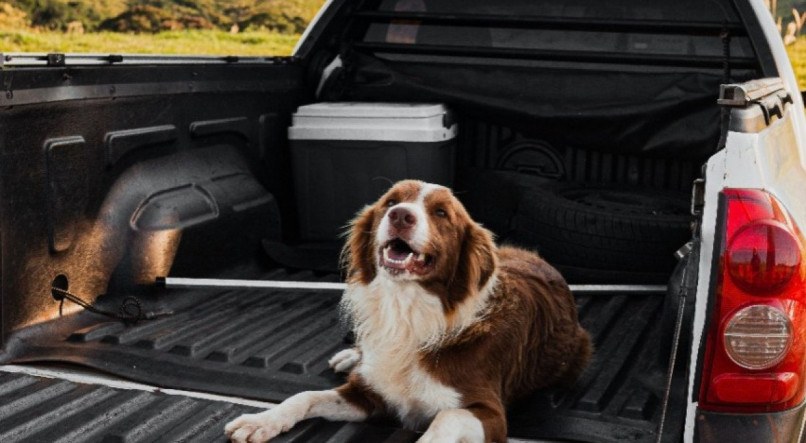 Um cão pertencente ao dono da caminhonete pisou no rifle, fazendo com que a arma disparasse