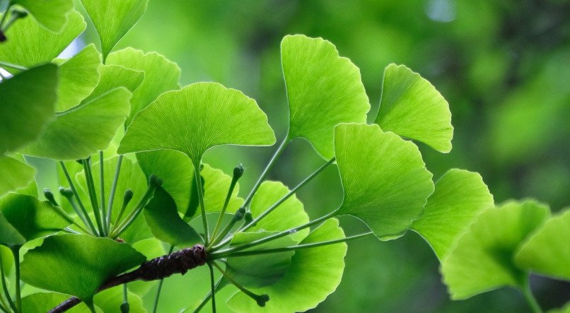 Ginkgo Biloba