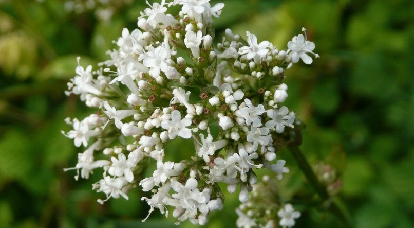 Antes de começar a consumir chá de Valeriana ou outros fitoterápicos, consulte um profissional de saúde para garantir que seja a escolha certa para você